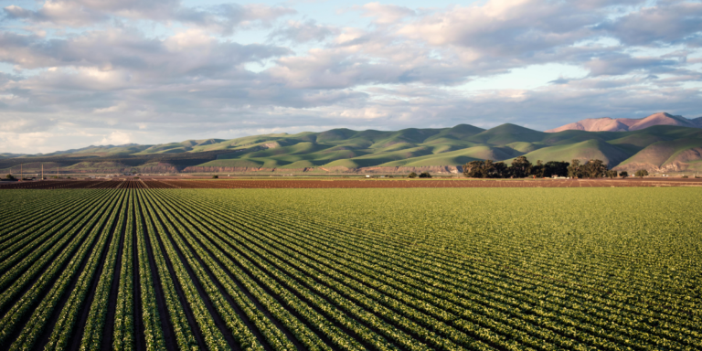 We are looking for investors to scale up our agricultural robot project.